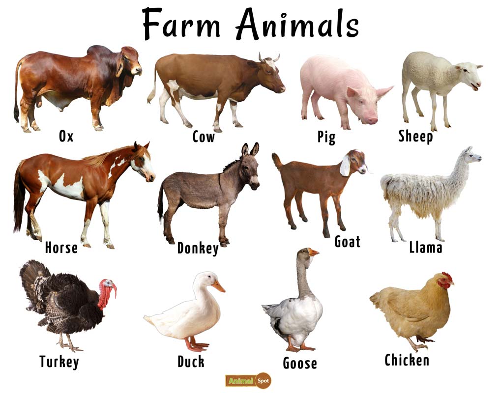 Farming and Pet Animals